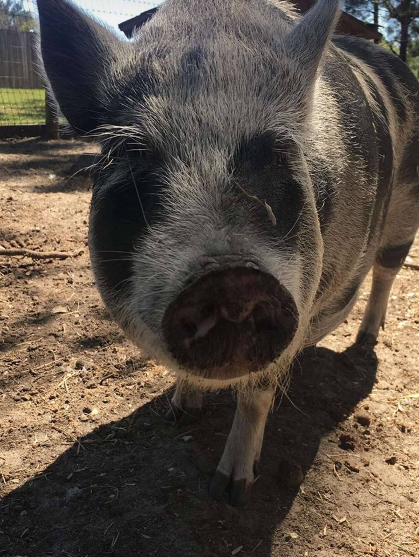 Craigslist Piglets 50