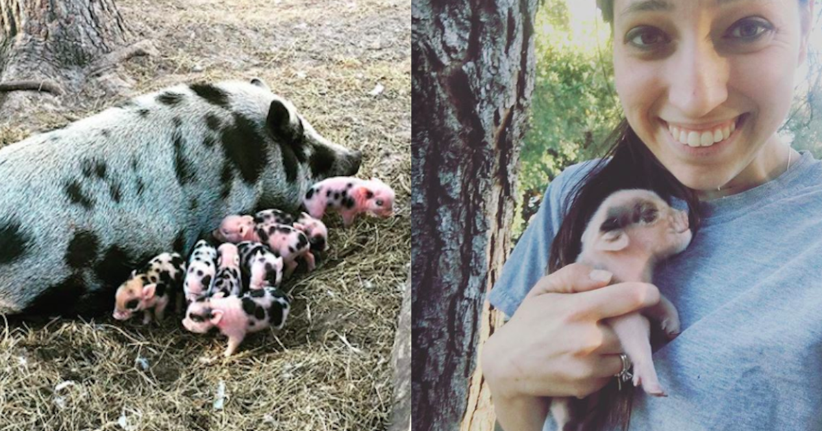 mini pigs for sale near me craigslist