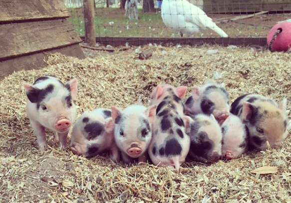 mini pigs for sale near me craigslist