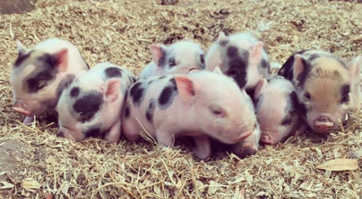 Pig Sold On Craigslist Surprises Rescuer With Piglets The Dodo