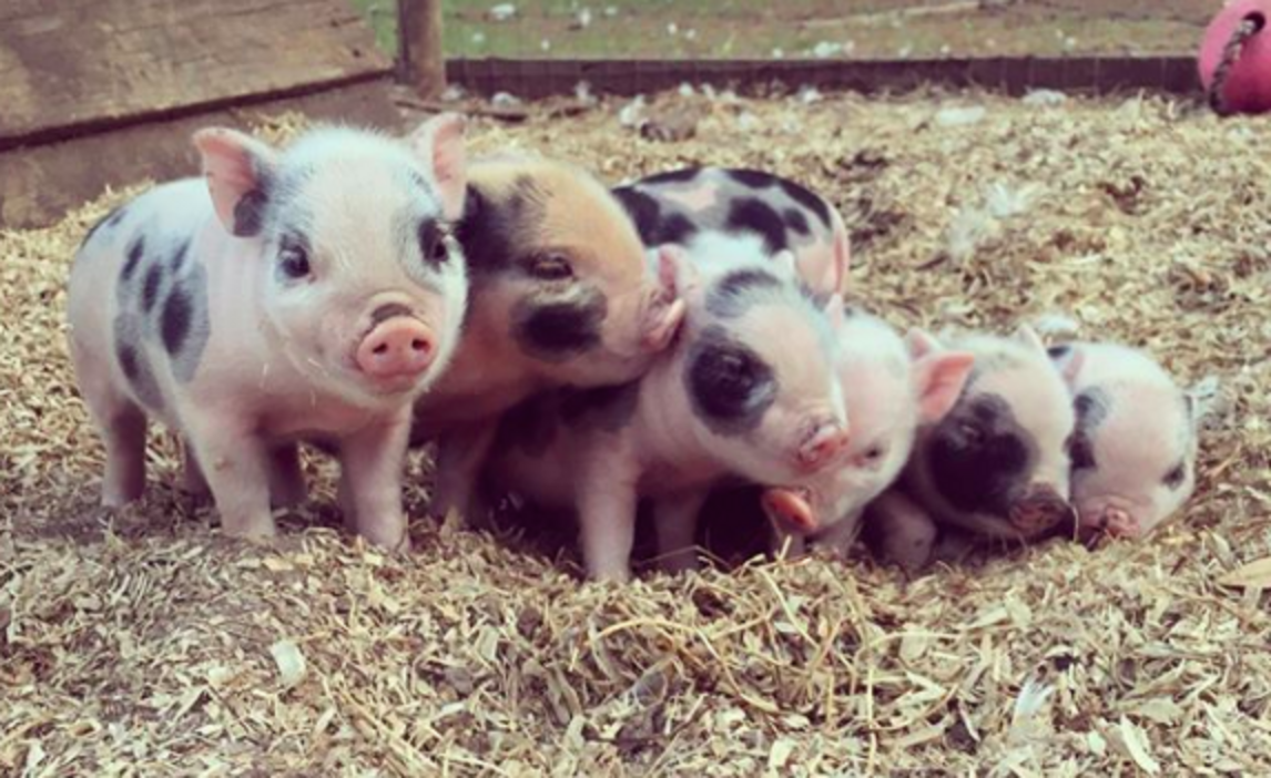 Pig Sold On Craigslist Surprises Rescuer With Piglets The Dodo