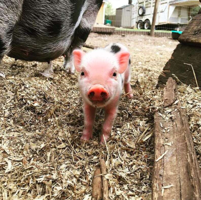 Teacup pig for sale craigslist hot sale near me