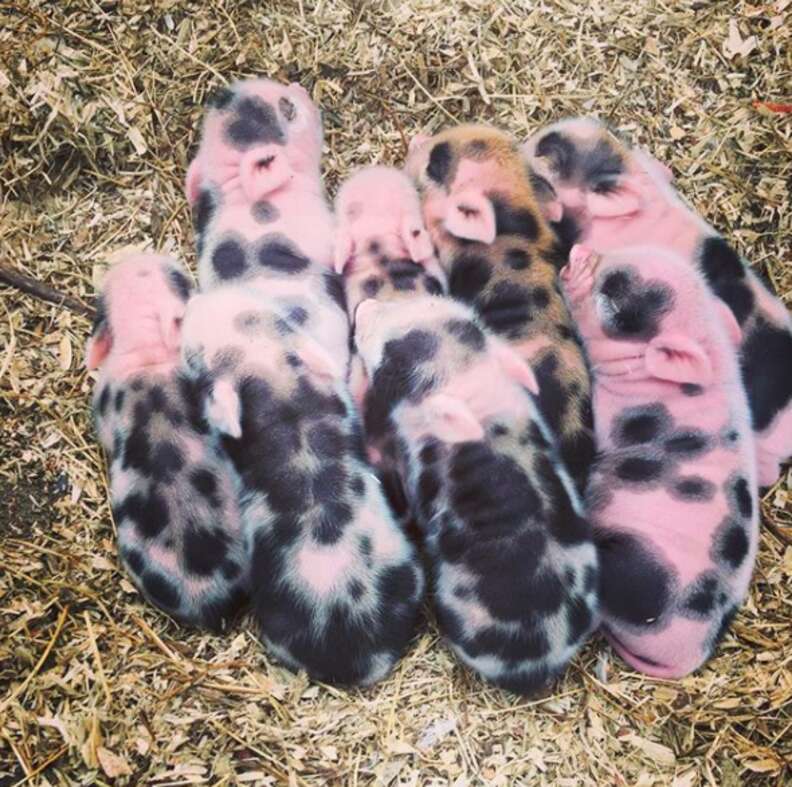 Craigslist best sale mini pigs