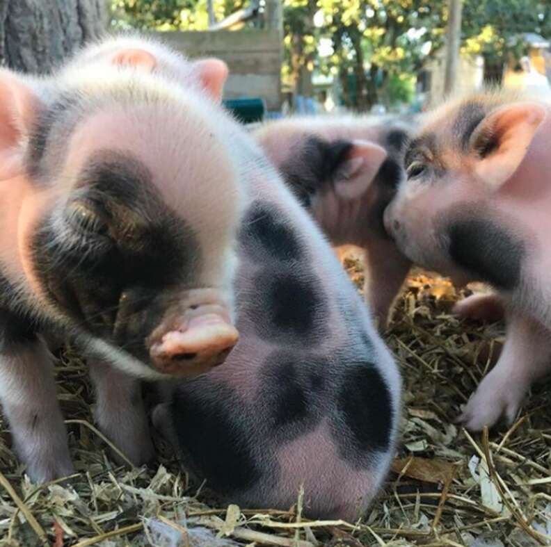 Teacup best sale pig craigslist