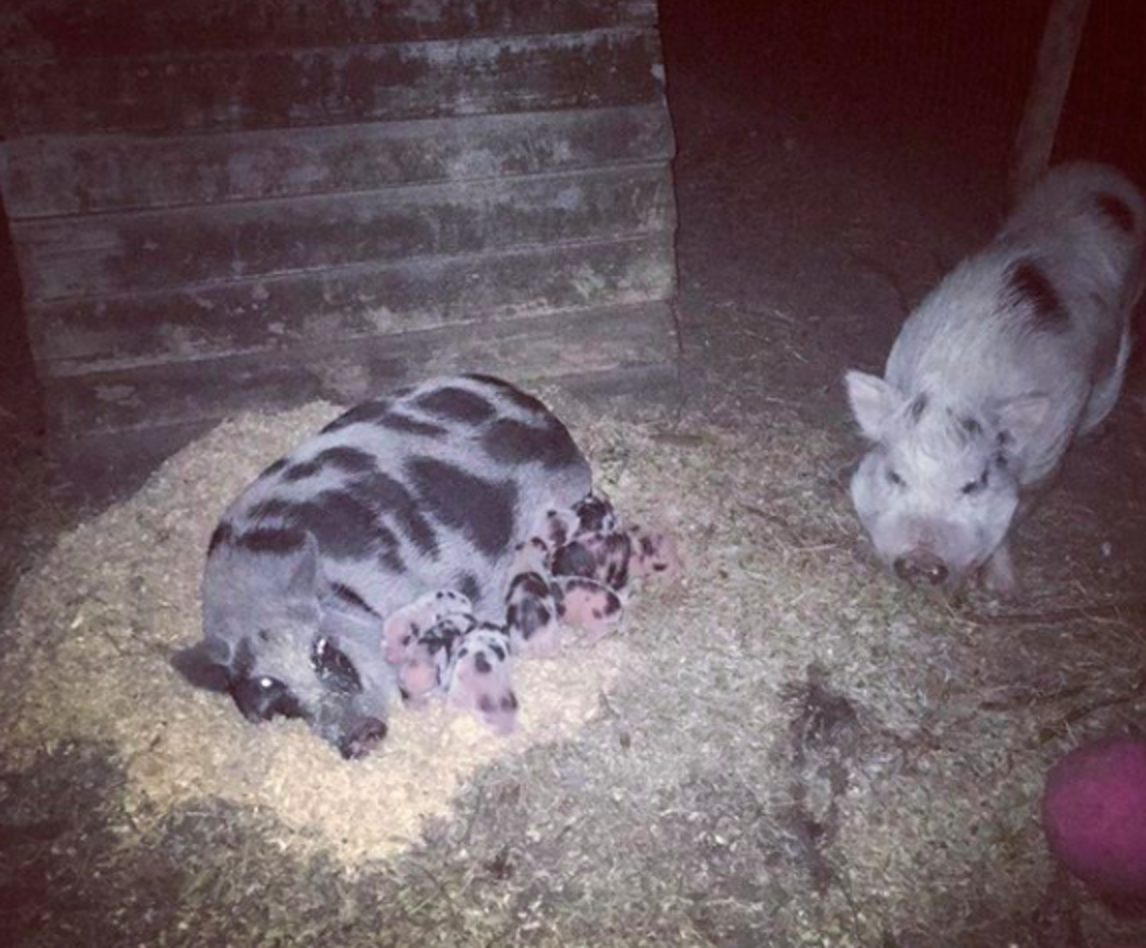 Pig Sold On Craigslist Surprises Rescuer With Piglets The Dodo