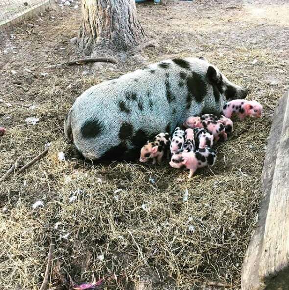 Mini pig for sale craigslist hot sale near me
