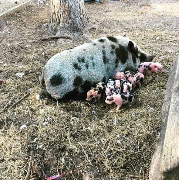 Craigslist store mini pigs