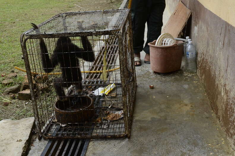 Wild gibbon inside tiny cage