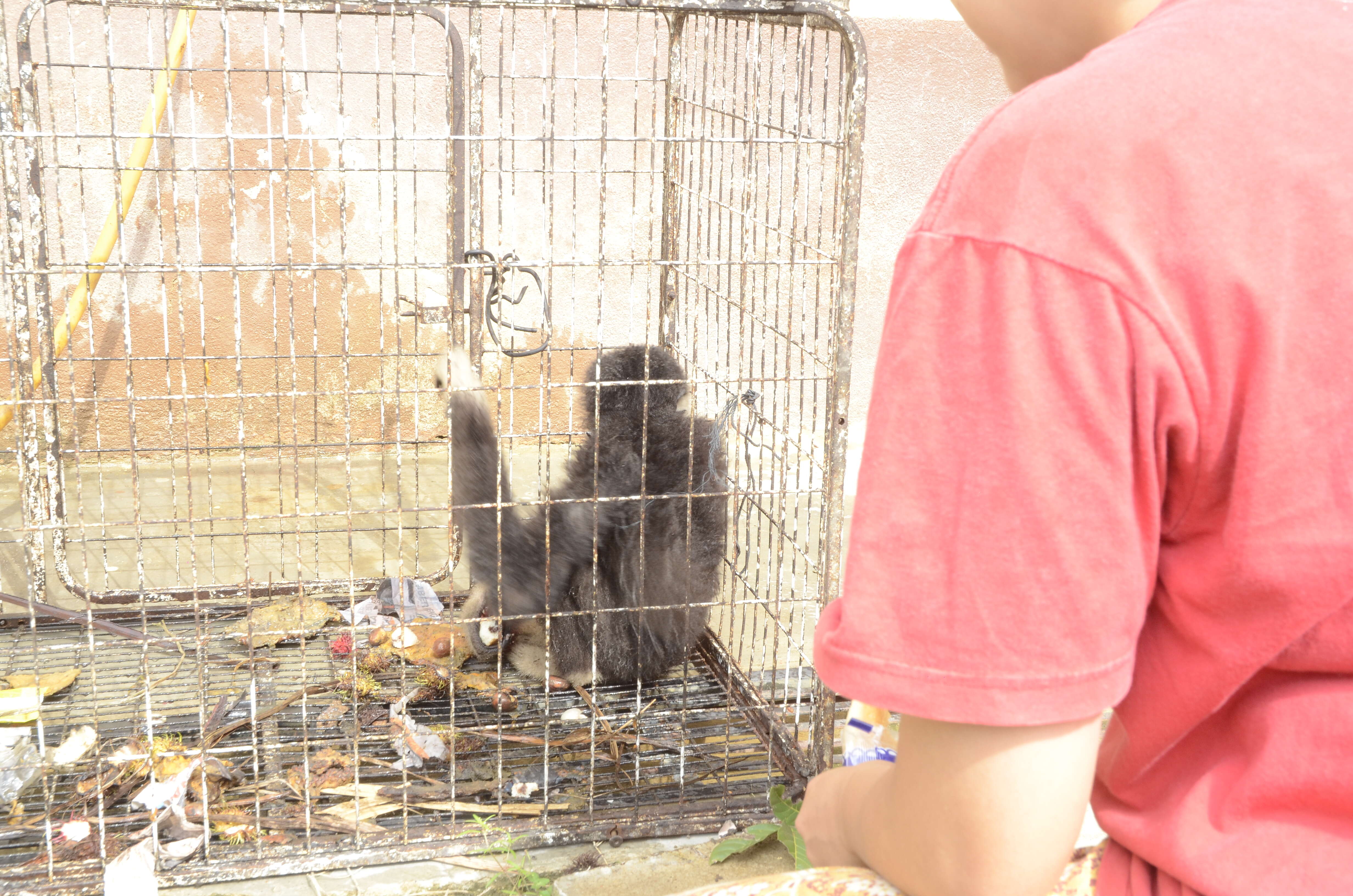 Wild gibbon locked up in tiny cage