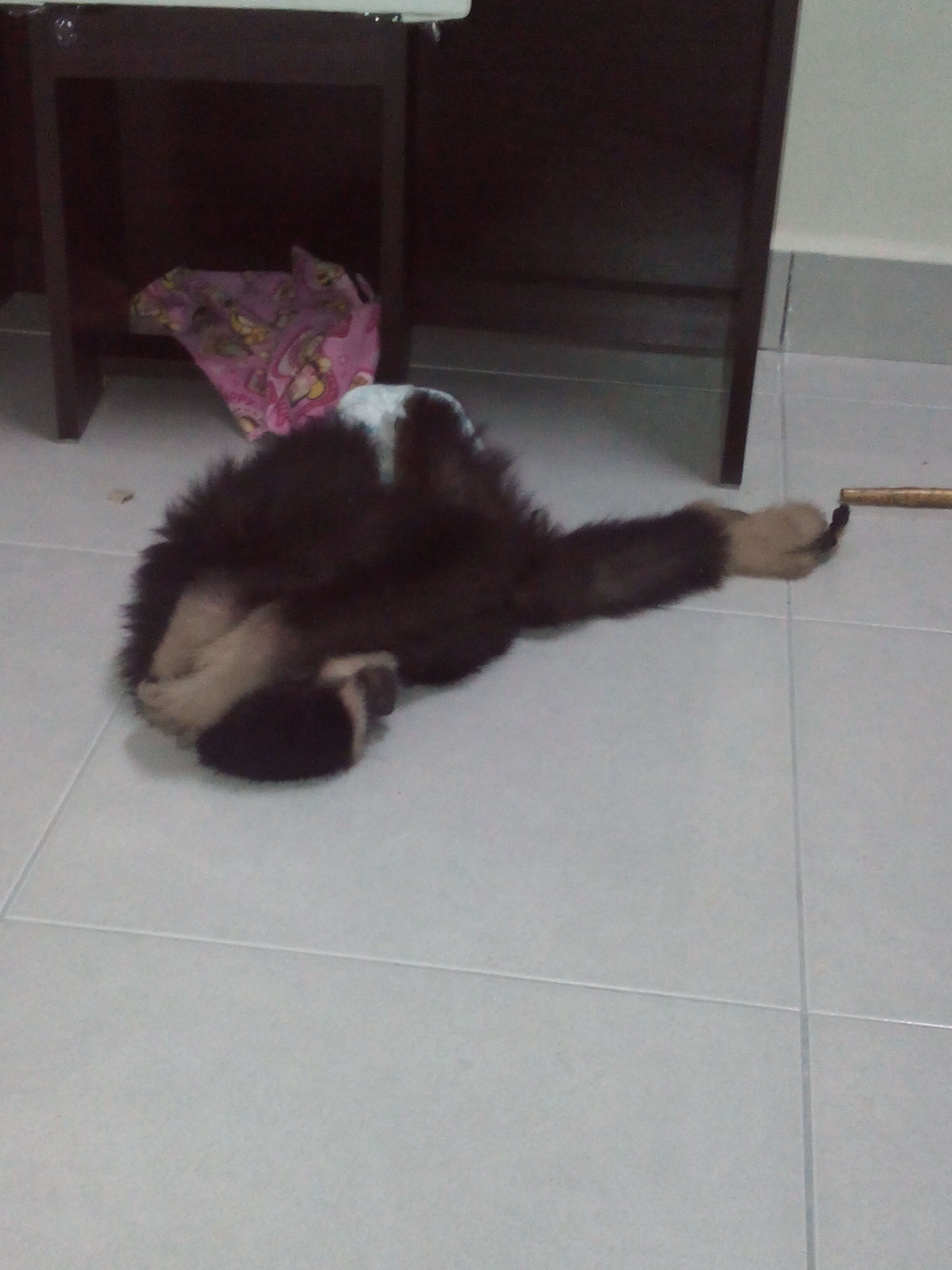 Wild gibbon hiding on the floor