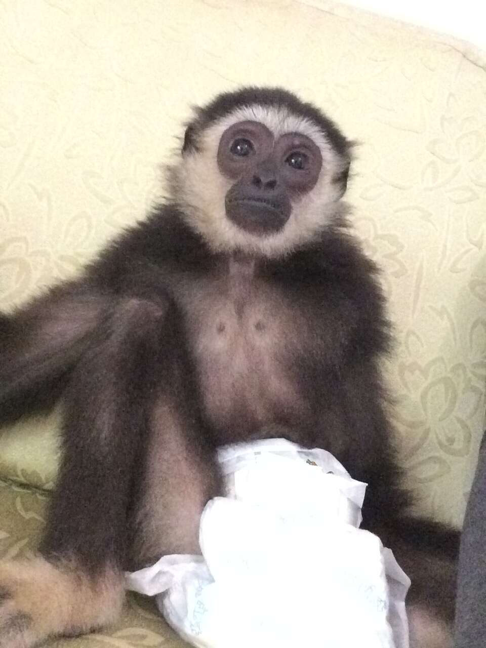Gibbon sitting on floor with diaper on