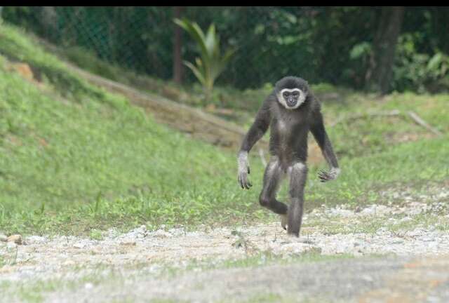 gibbon walking