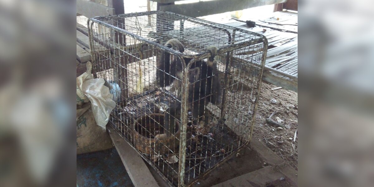 Wild Gibbon Was Kept Locked In Cage As A Pet For Years - The Dodo