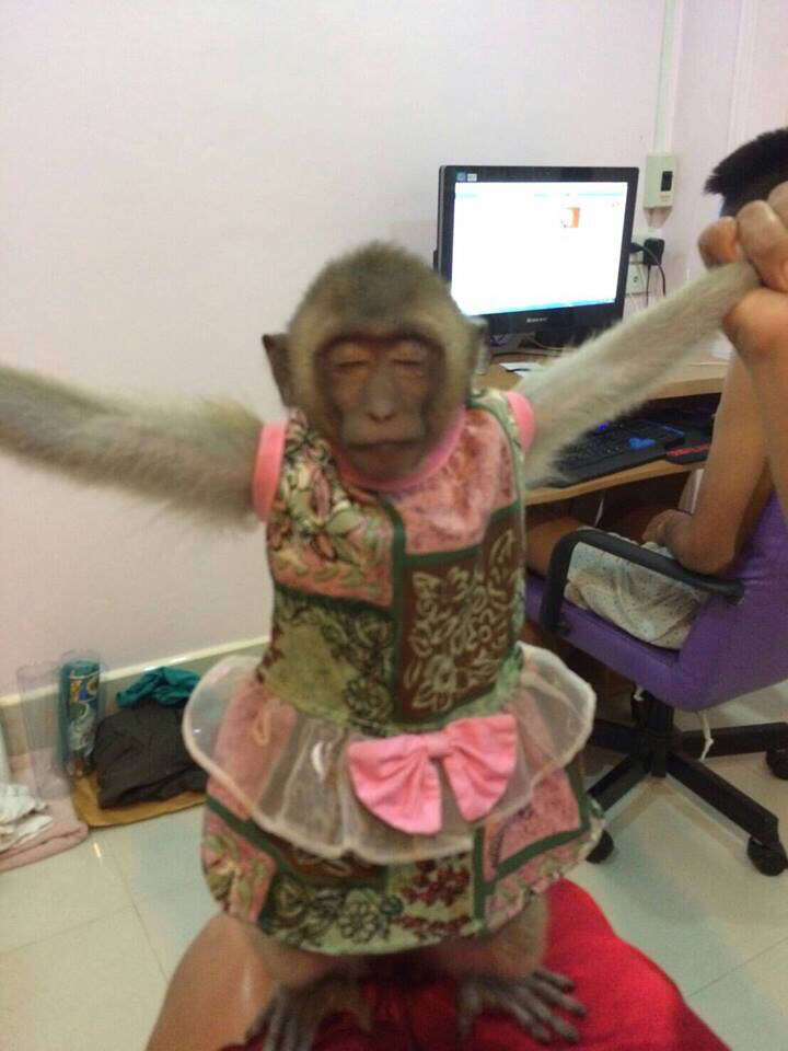 Macaque Who Spent Years Tied To Tree In Baby Clothes Is Finally Free The Dodo