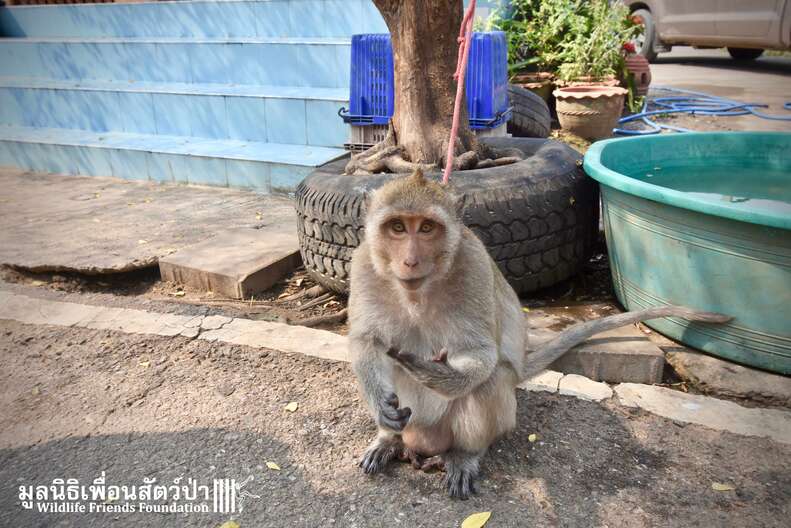 Macaque Who Spent Years Tied To Tree In Baby Clothes Is Finally Free The Dodo