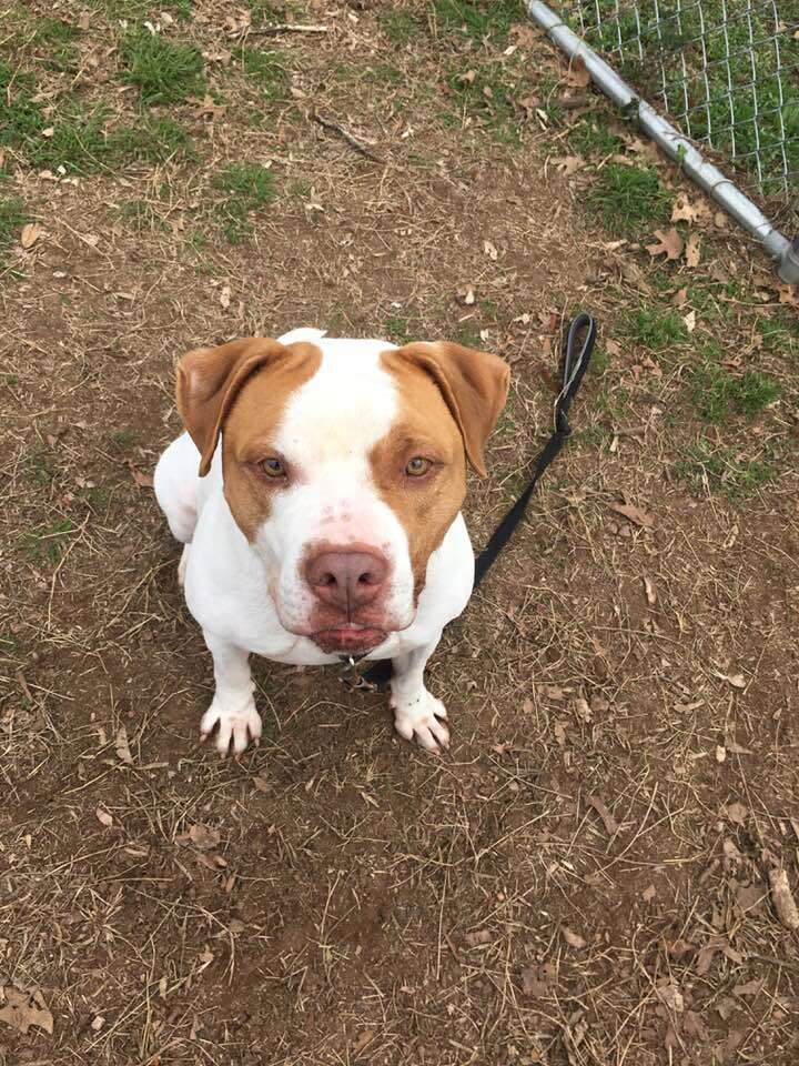 Pit bull dog out in yard of shelter