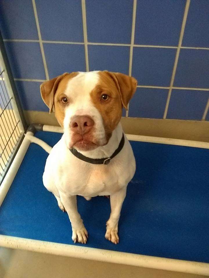 Pit bull dog sitting on bed inside of kennel