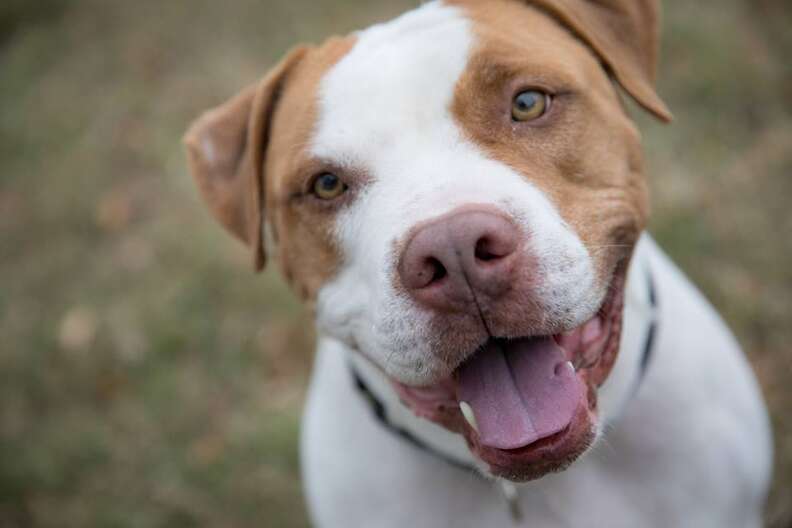 Pit bull dog with big smile