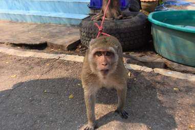 macaque pet monkey rescue