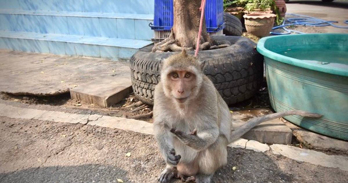 Macaque Who Spent Years Tied To Tree In Baby Clothes Is Finally Free The Dodo