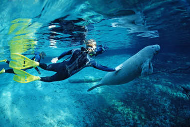 manatee