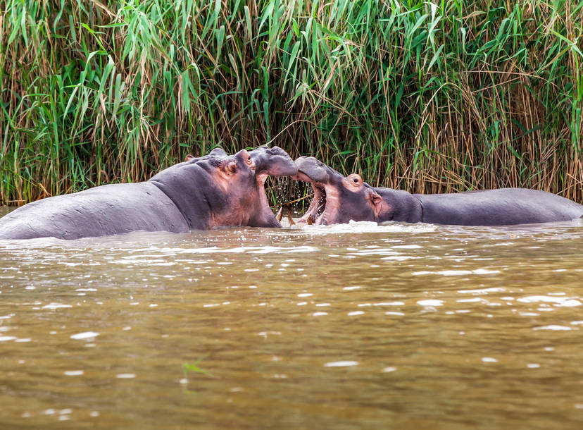 Fiona The Hippo Is In A Twitter Romance With Timothy Thrillist