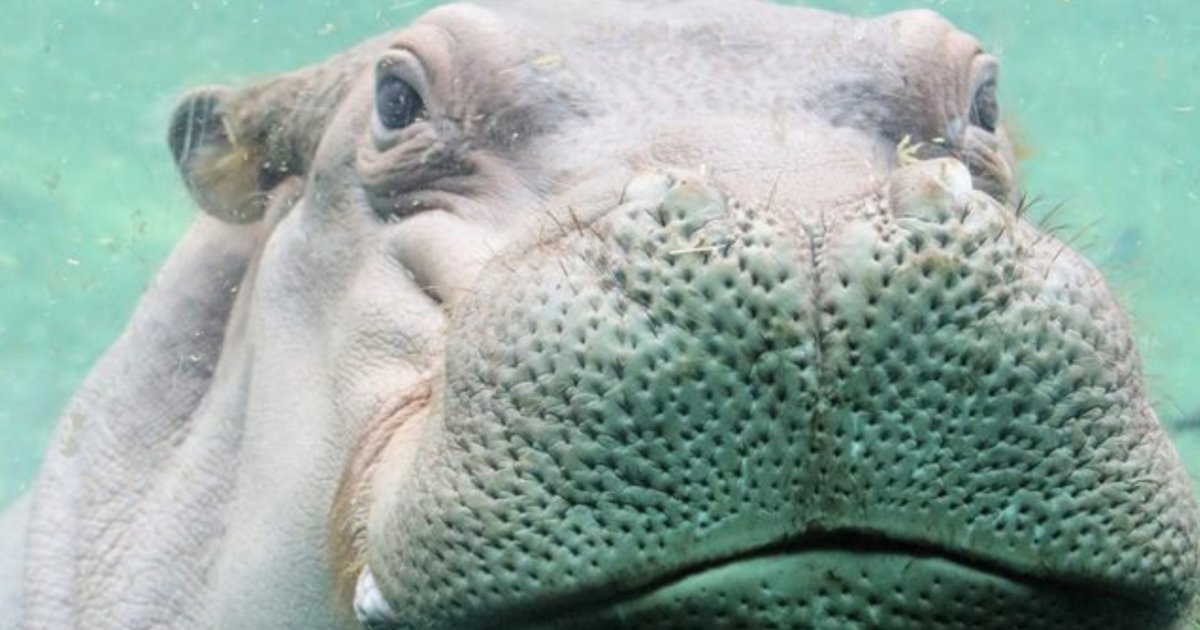 Fiona The Hippo Is In A Twitter Romance With Timothy Thrillist