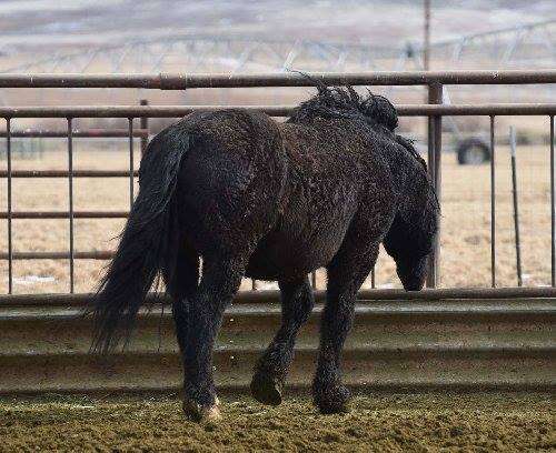 Goliath, a wild stallion, in BLM holding facility