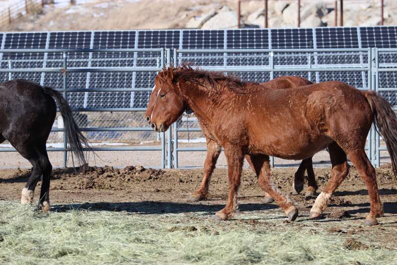 Famous mare Red Lady at BLM holding facility