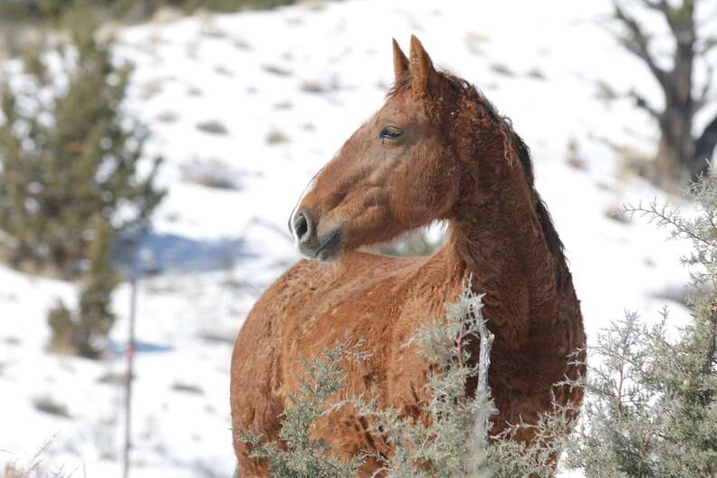 Wild mare Red Lady at sanctuary in Oregon