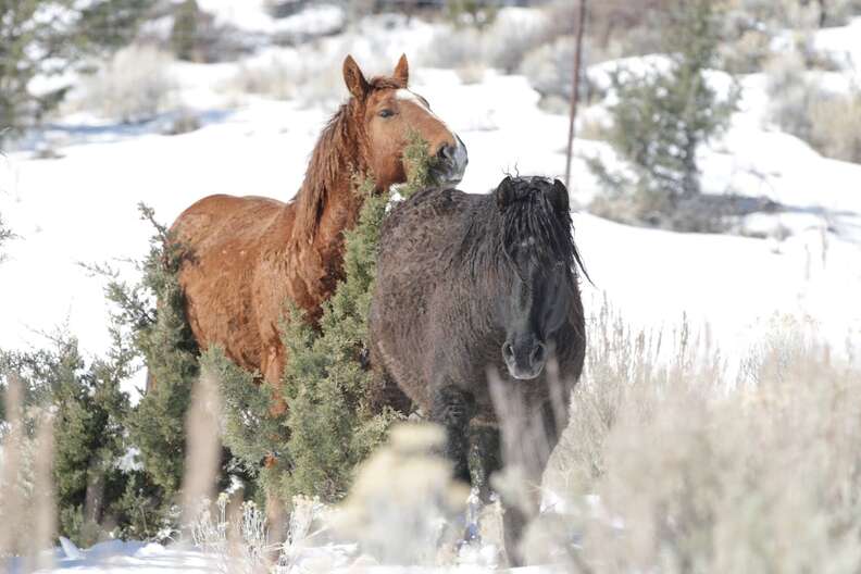 Reunited wild horse couple Goliath and Red Lady