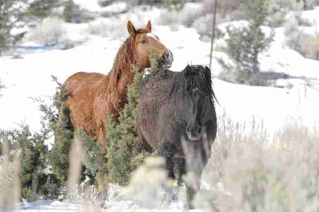 Pareja de caballos salvajes reunidos Goliath y Red Lady