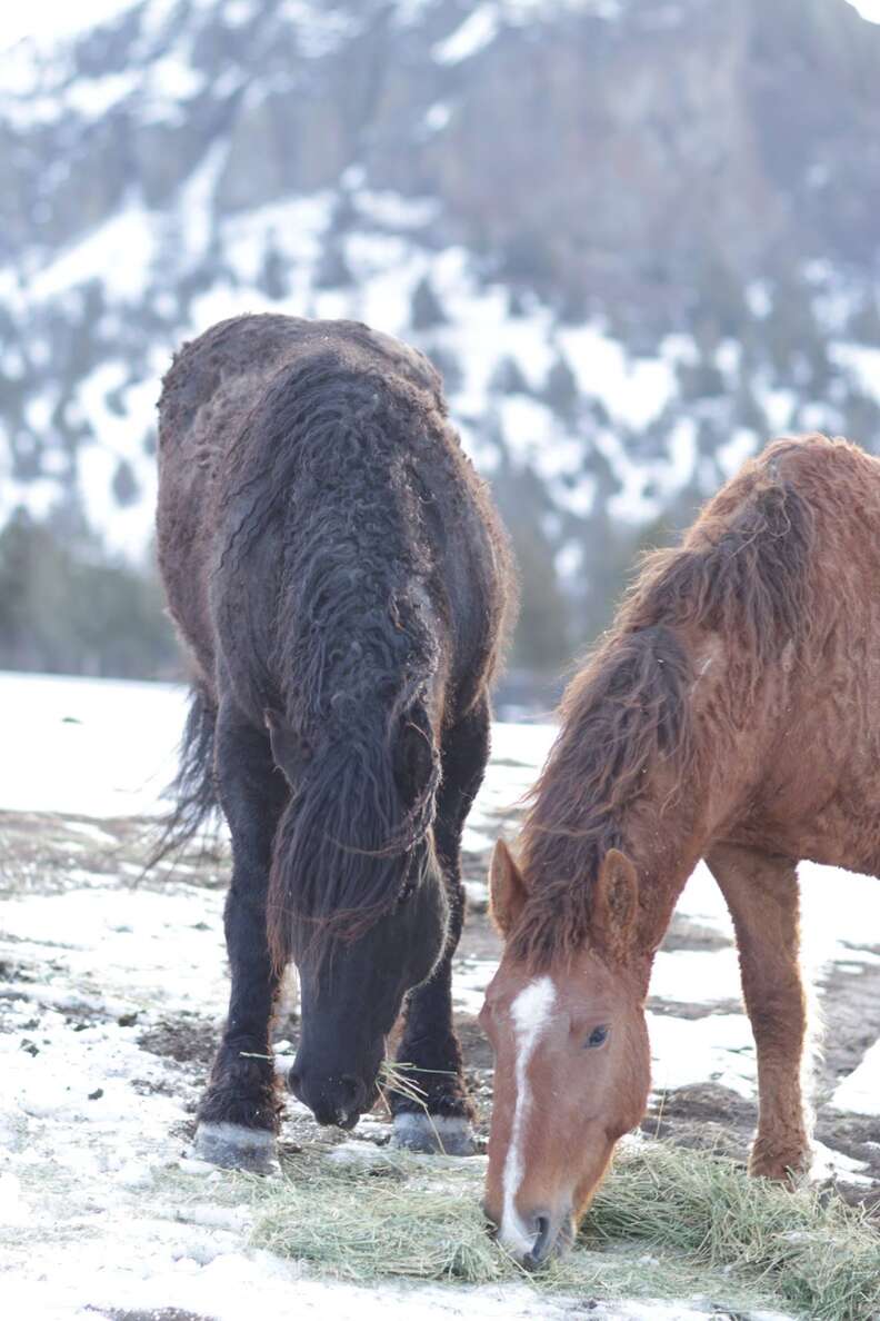 Reunited wild horses Goliath and Red Lady eating breakfast together