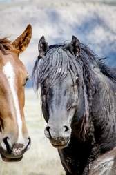 Reunited wild horse couple Goliath and Red Lady