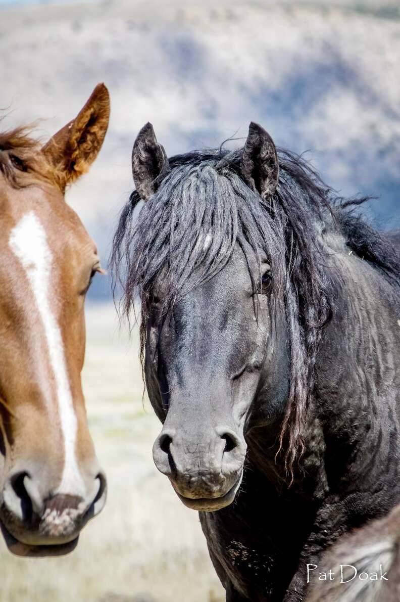 Reunited wild horse couple Goliath and Red Lady