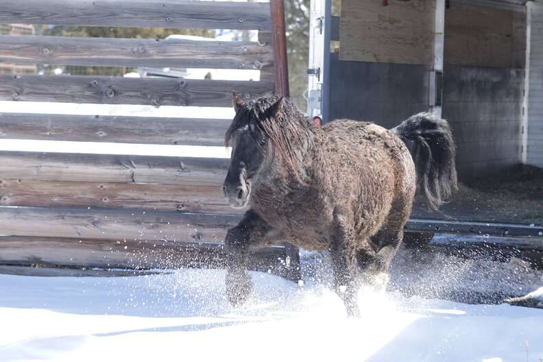 Famous wild stallion Goliath arriving at sanctuary