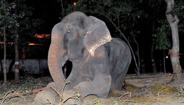 Elephant chained up outside