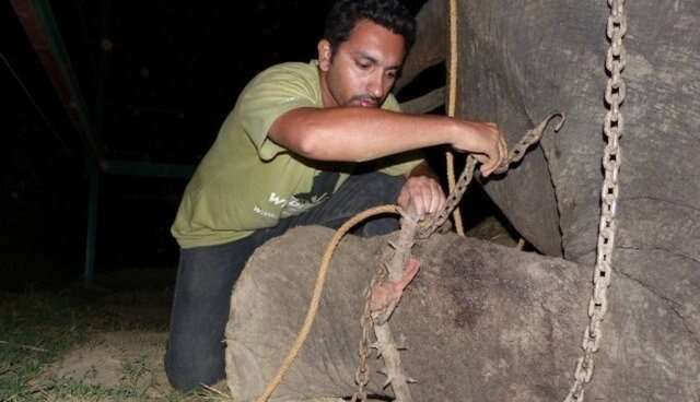 Man cutting chain from elephant's foot