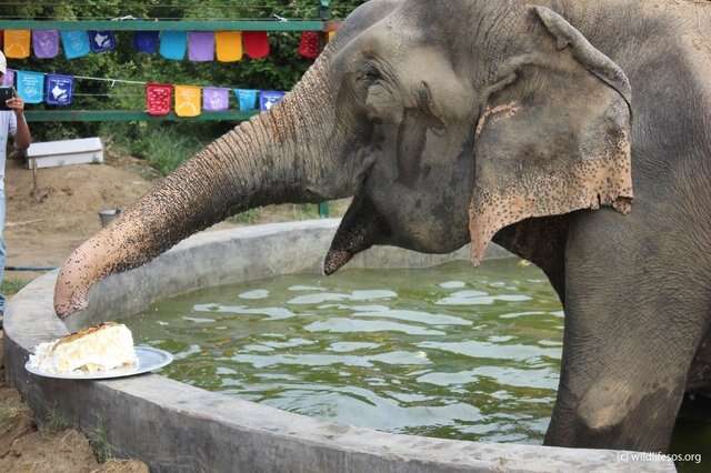 Rescue elephant ready to eat a piece of cake