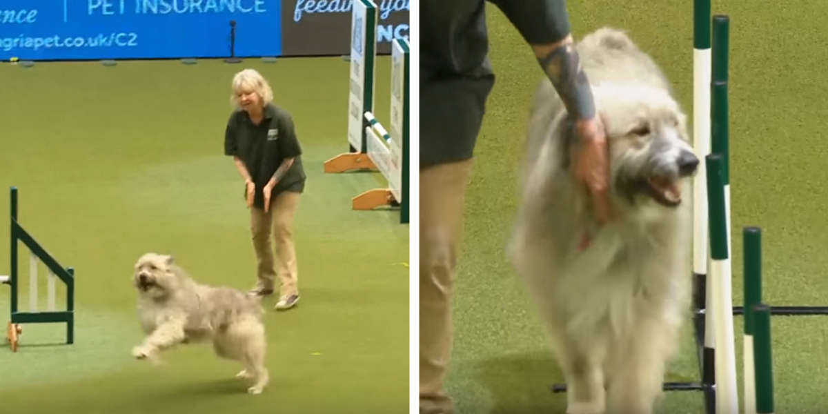 Kratu The Rescue Hilariously Fails Crufts Dog Show Agility Course The