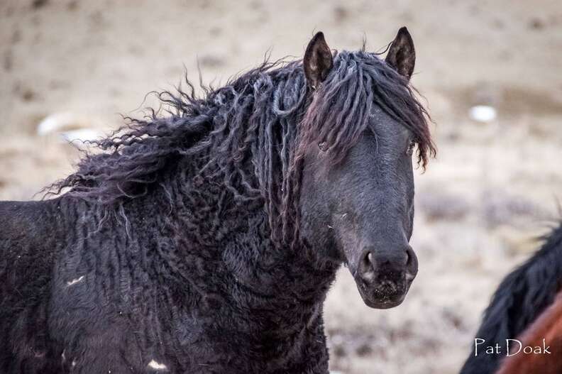 Wild horse Goliath in Wyoming before capture by BLM