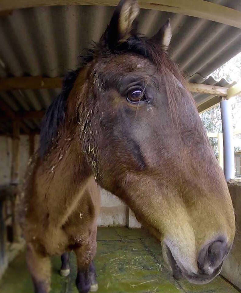 Horse saved from neglect in Spain