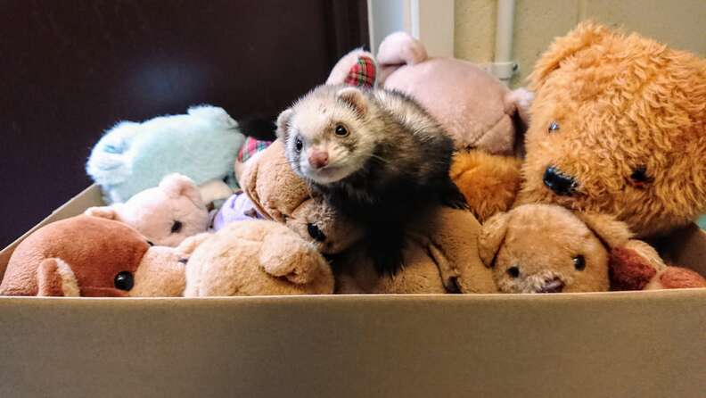 Woman Finds Ferret In Bag Of Old Teddy Bears The Dodo