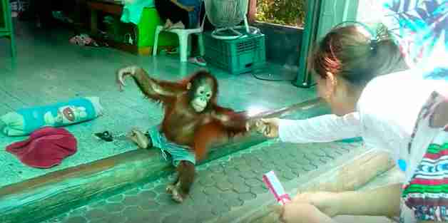 Baby-Orang-Utan-Missbrauchskette Thailand