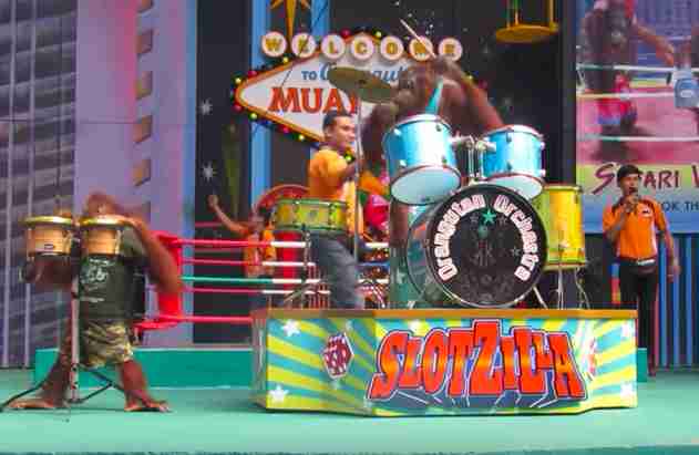 Orang-Utan Tier Unterhaltung Grausamkeit Missbrauch Thailand