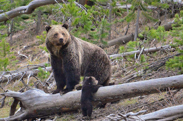 Grizzly bear and cub