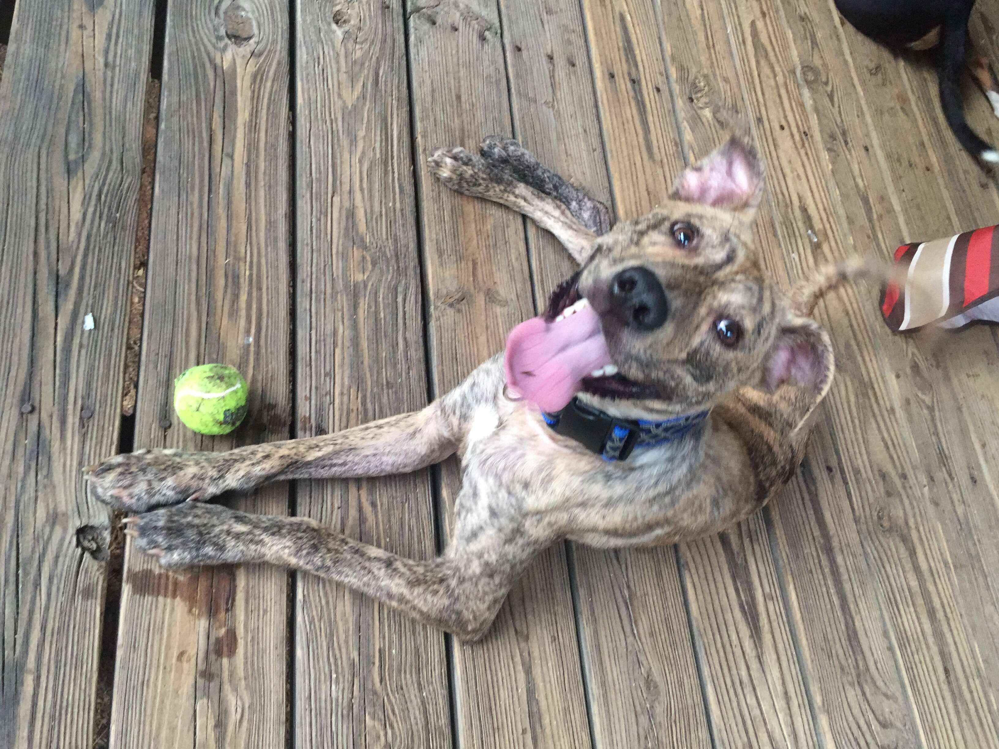Dog smiling with tennis ball