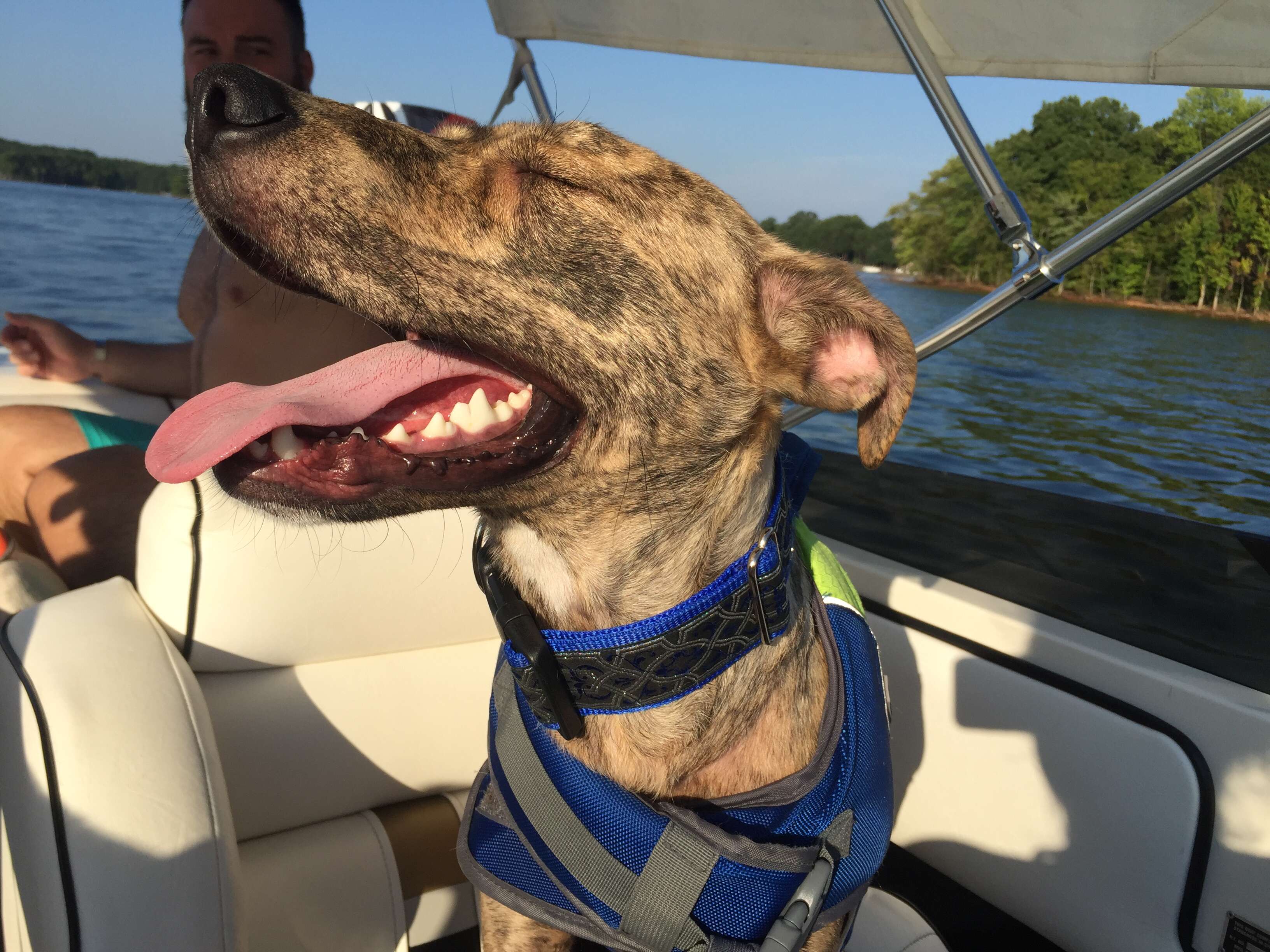 Dog smiling on boat