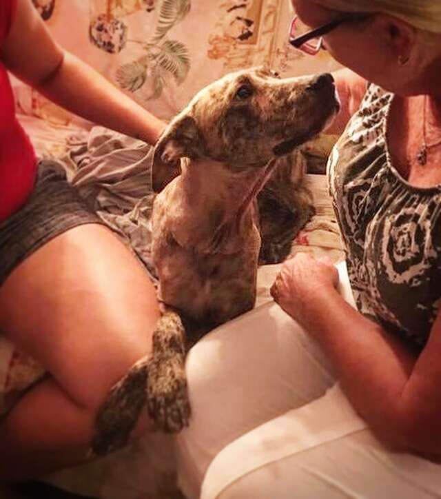 Dog  looking up at woman with loving eyes