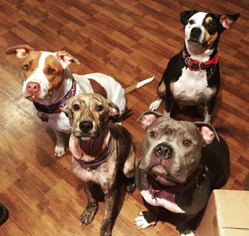 Four dogs looking up at camera